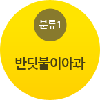 분류-반딧불이아과