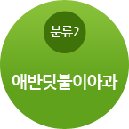 분류-애반딧불이아과