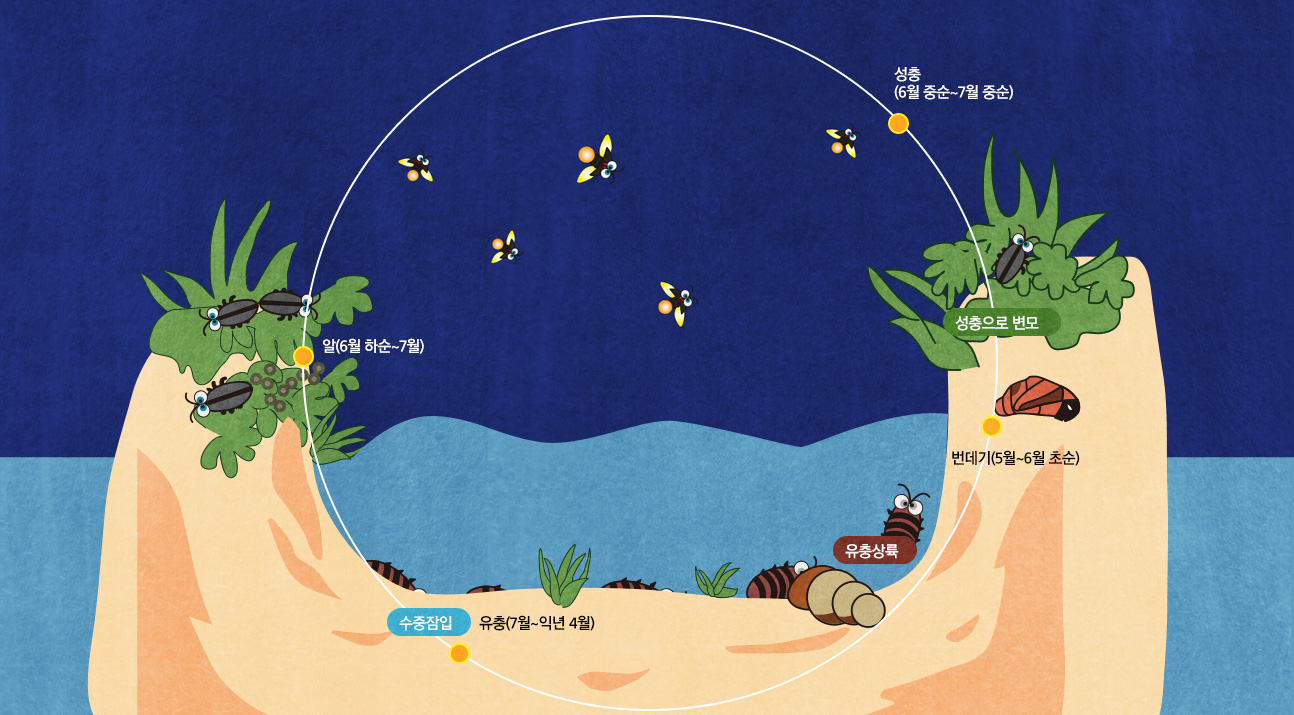 알(6월 하순~7월) → 수중잠입 후 유충(7월~익년 4월) → 유충상륙 → 번데기(5월~6월 초순) → 성충으로 변모 → 성충(6월 중순~7월 중순)