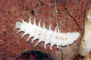 유충(larva)